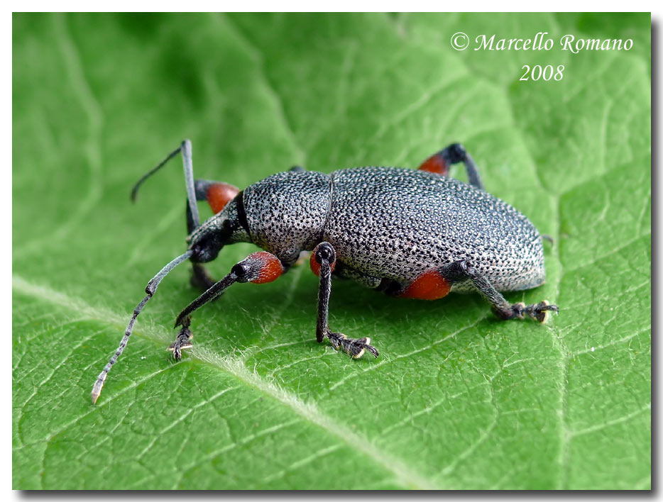 Insetti dalla Croazia:16.Otiorhynchus cardiniger (Curcul.)